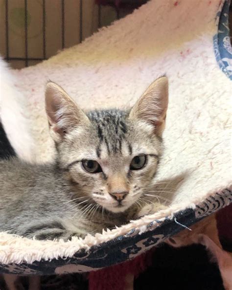 Gatos en adopción Valencia